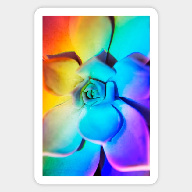 Rainbow echeveria Sticker by karinelizabeth